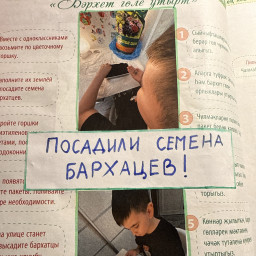 Посадка бархатцев !