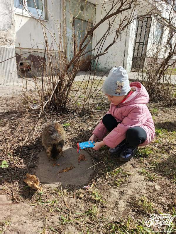 Угощение котятам