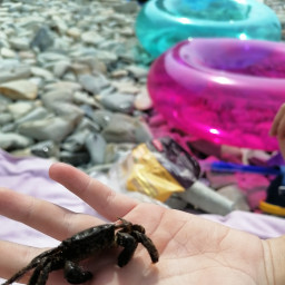 Спасение медузы