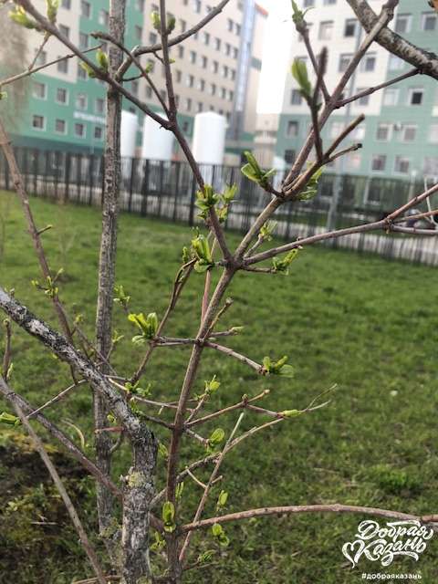 Природа просыпается !