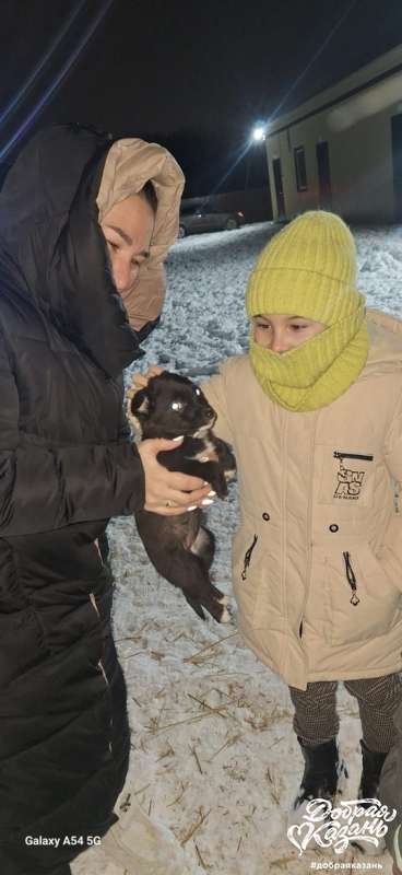 Приют г.Бавлы Приют г.Бавлы