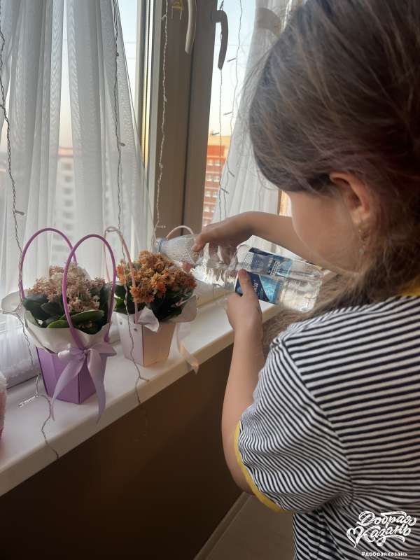 Полила цветы
