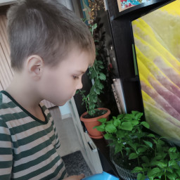 Полил рассаду