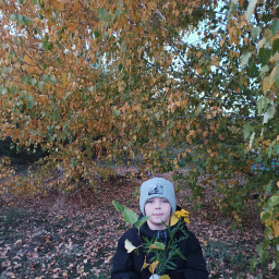 Гербарий для творчества.