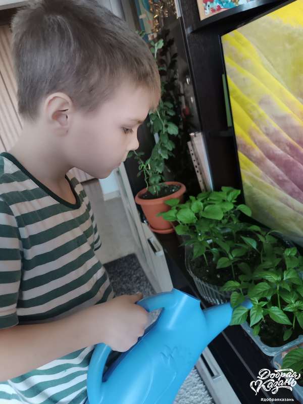 Полил рассаду