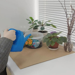 В школе посадили цветочки на клумбу. Я их поливаю. Мы с одноклассниками наблюдаем за их ростом.