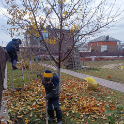 Помощь в уборке листьев на даче родителям.