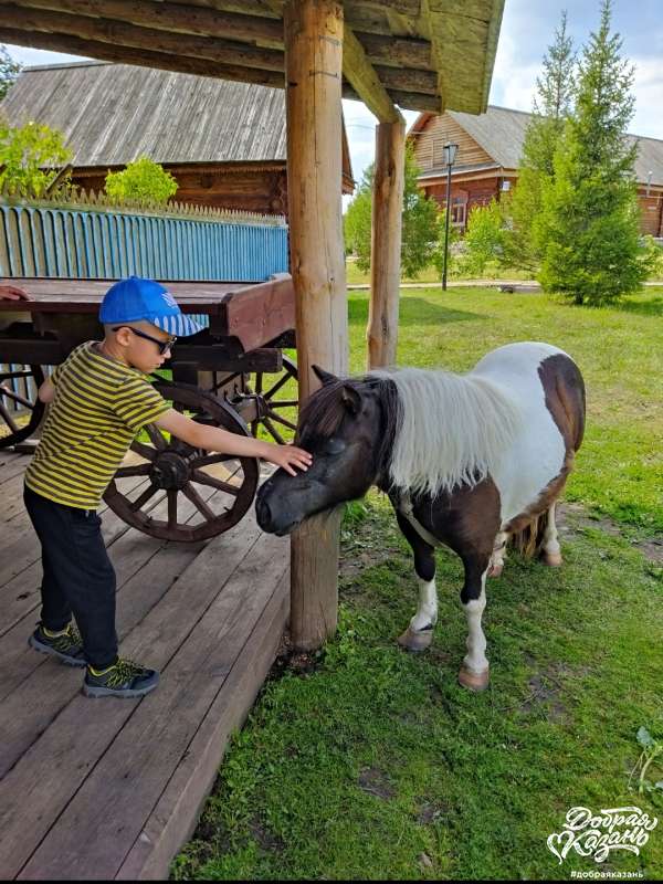 Угостил пони яблоком