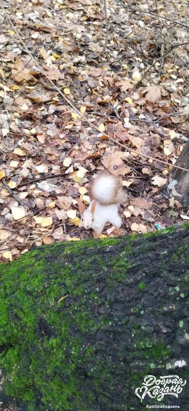 Покормили белок в парке