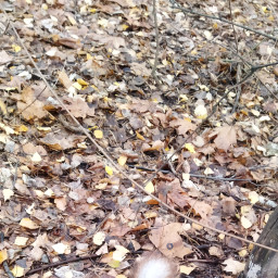 Покормили белок в парке