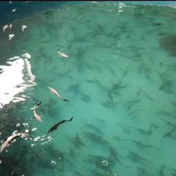 Молодь стерляди