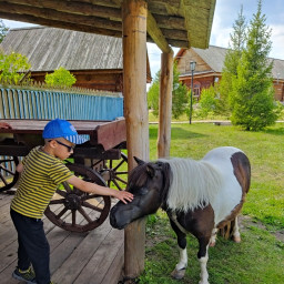 Угостил пони яблоком
