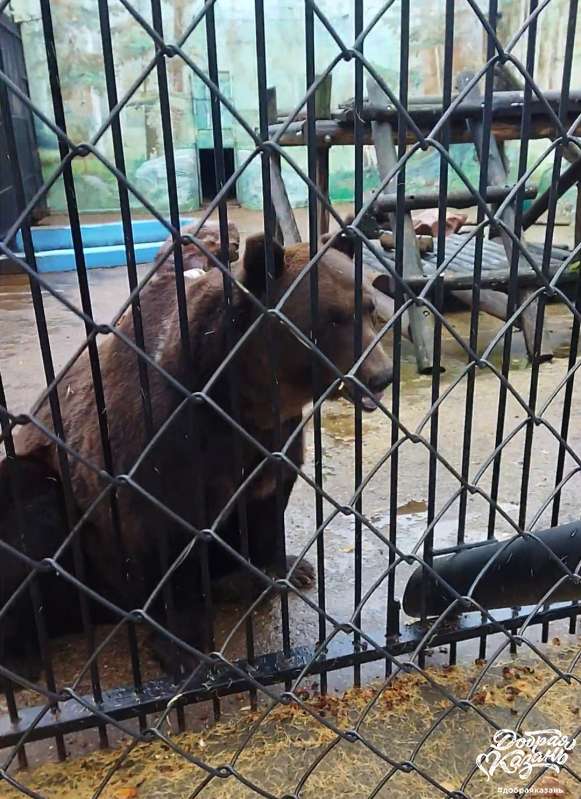 Орехи для медведя