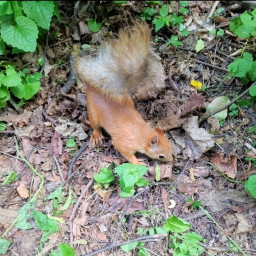 Белочка в парке Горького