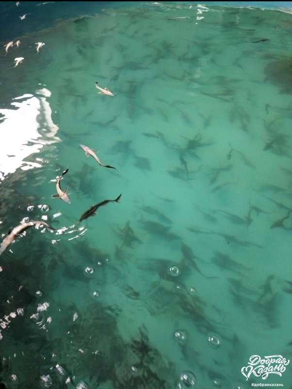 Молодь стерляди