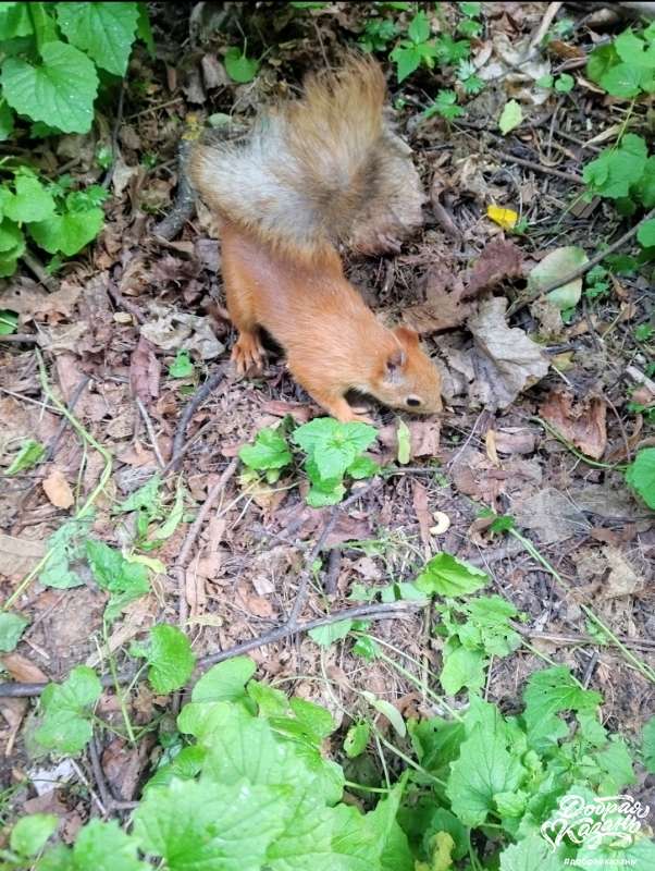Белочка в парке Горького