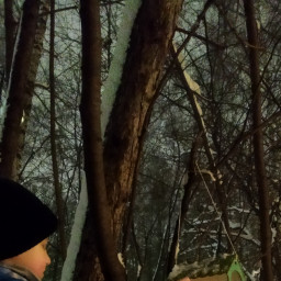 Корм для птиц