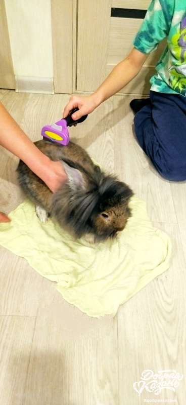 Вычёсывали кролика