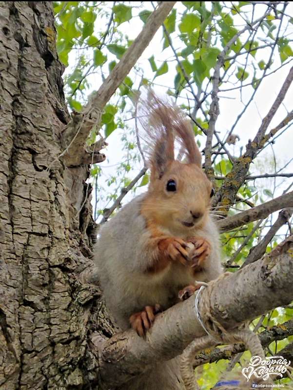 В Русско-немецкой Швейцарии