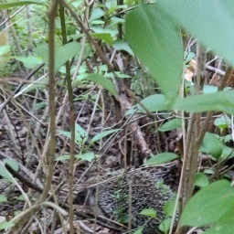 Забота о еже