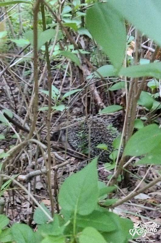 Забота о еже