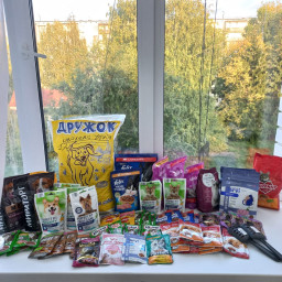 Забота о четвероногих бездомных животных