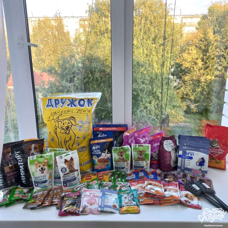 Забота о четвероногих бездомных животных