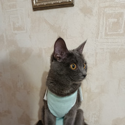 Покормил кошку