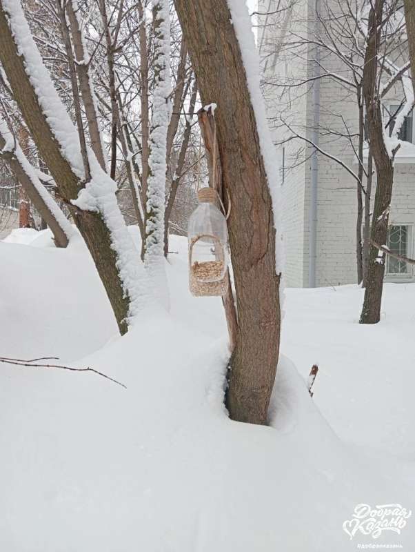 Кормил птиц