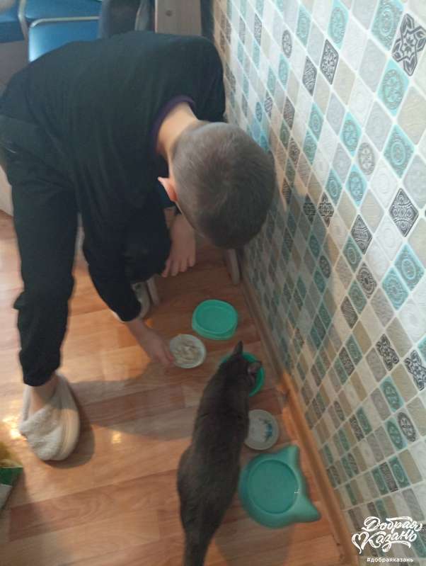 кормил свою кошку