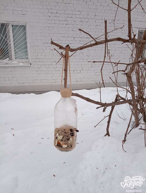 Кормил птиц