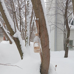 Кормил птиц