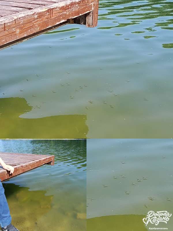 Водомерки в озере в парке Соловьиная роща в Зеленодольске Водомерки в озере в парке Соловьиная роща в Зеленодольске