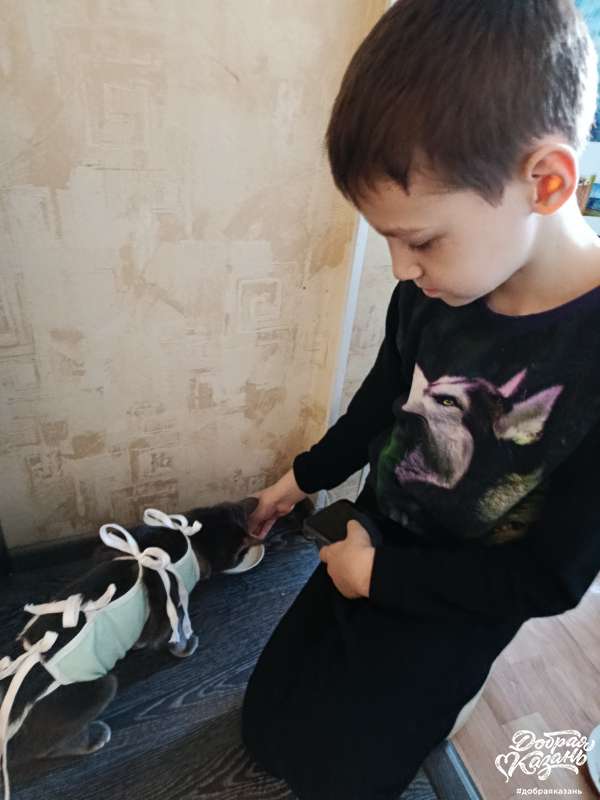 Покормил кошку