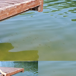 Водомерки в озере в парке Соловьиная роща в Зеленодольске