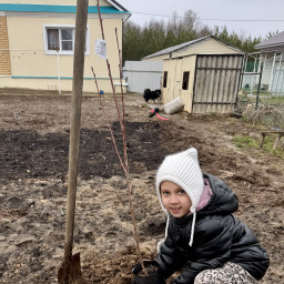Посадила  дерево