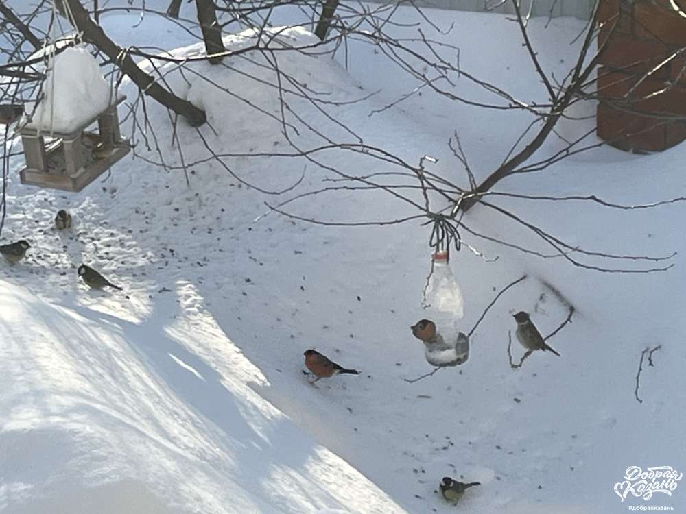 Кормушки для снегирей