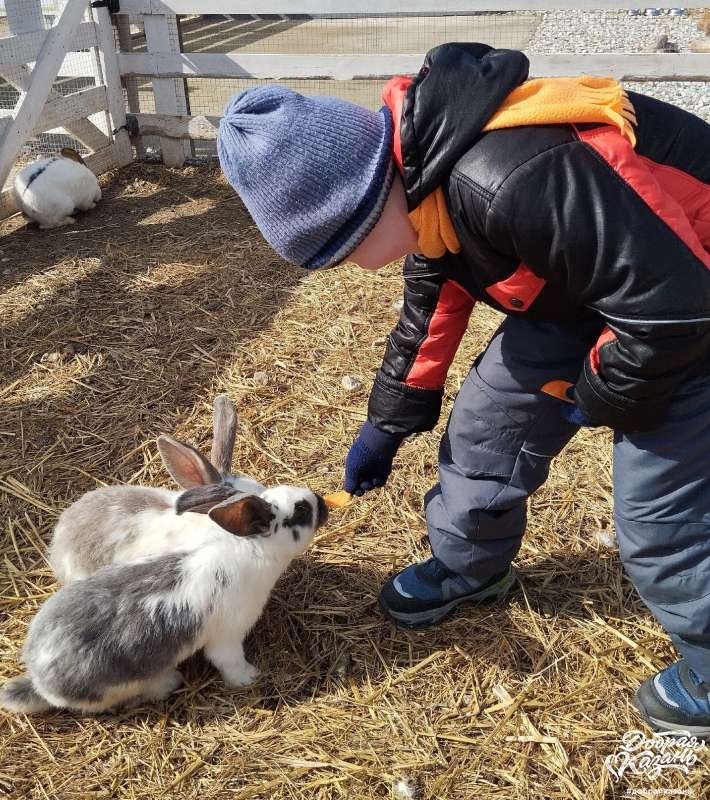 заботимся о животных