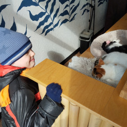 посетил приют для кошек