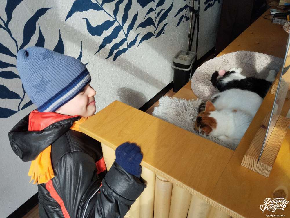посетил приют для кошек