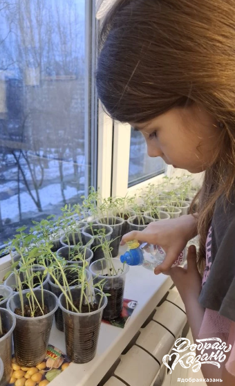 Полила рассаду помидор