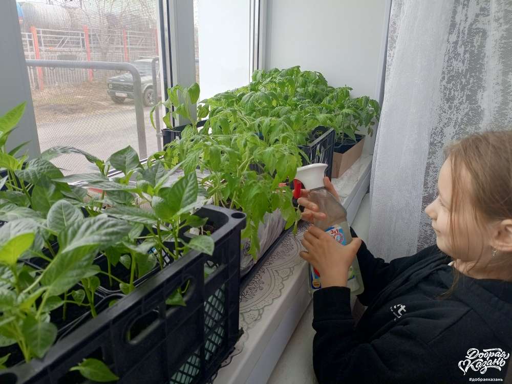 Ухаживаю за рассадой