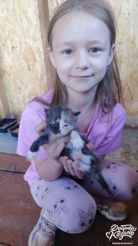 Спасение котят