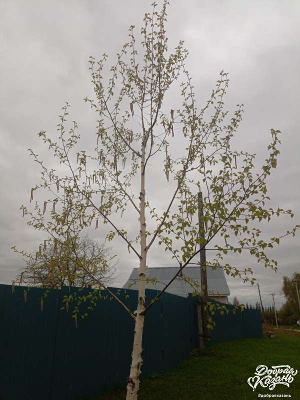 Наша береза