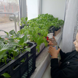 Ухаживаю за рассадой