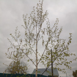 Наша береза