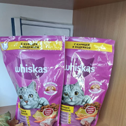 Покормили кошек
