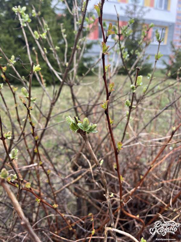 Природа оживает!!!