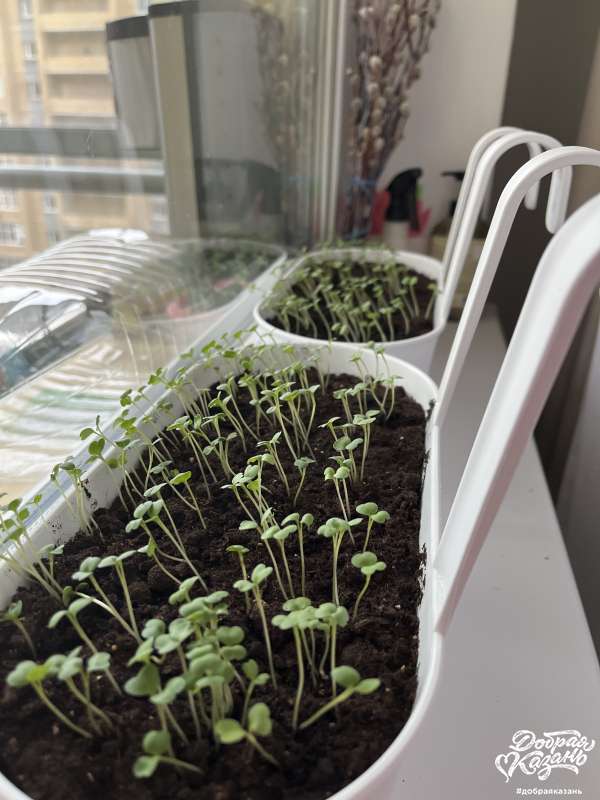 Юные агрономы!