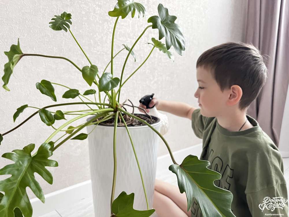 Ухаживаю за комнатными растениями